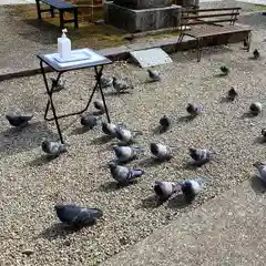 今市報徳二宮神社の動物