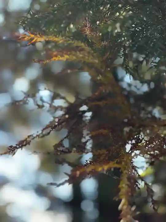 須山浅間神社(静岡県)