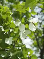 成就院の{uncategorized: "未分類", other: "その他", undefined: "問題あり", building: "その他建物", grave: "お墓", sacred_gate: "鳥居", guardian: "狛犬", statue: "像", buddha: "仏像", history: "歴史", nature: "自然", garden: "庭園", animal: "動物", pagoda: "塔", temizu: "手水舎", mountain_gate: "山門・神門", sanctuary: "本殿・本堂", subordinate: "末社・摂社", art: "芸術", scenery: "景色", jizo: "地蔵", ema: "絵馬", goshuin: "御朱印", omikuji: "おみくじ", items: "授与品その他", amulet: "お守り", goshuincho: "御朱印帳", eats: "食事", festival: "お祭り", votive_dance: "神楽", shichigosan: "七五三参", wedding: "結婚式", experience: "体験その他", initially: "初詣", around: "周辺", anti_infection: "感染症対策"}