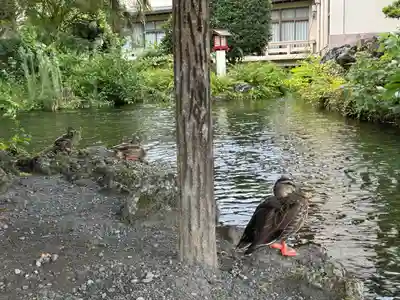 富士山本宮浅間大社(静岡県)