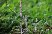 愛宕神社の自然