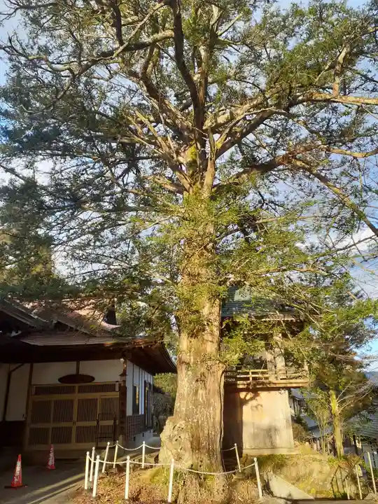 松山寺の自然