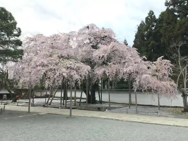 三宝院(三宝院門跡)の自然