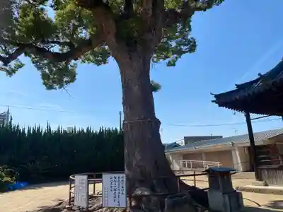 観音寺(大阪府)