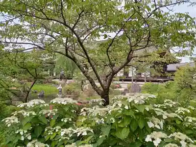 蓮華王院(三十三間堂)の自然