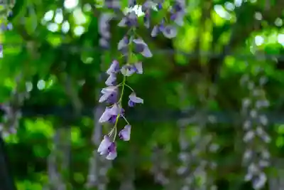 鹿児島神宮(鹿児島県)