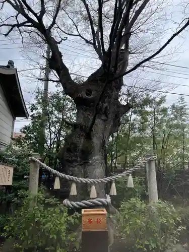 溝口神社(神奈川県)