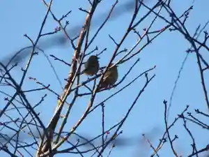 留辺蘂神社の動物(2024年11月24日(日) 19時44分42秒投稿)