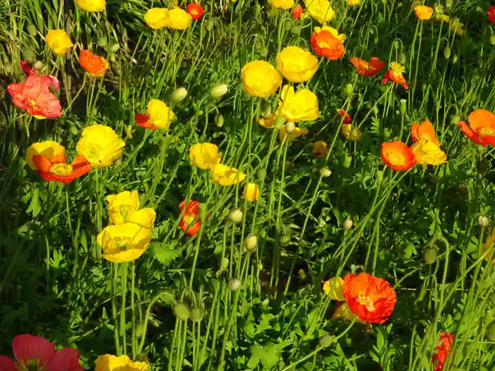 阿邪訶根神社の自然
