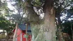 塙神社の建物その他