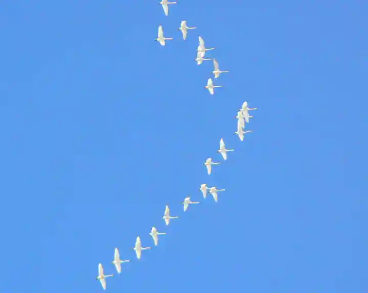 留辺蘂神社の動物