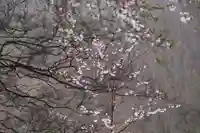 鹿島大神宮の自然