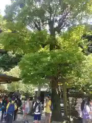 銭洗弁財天宇賀福神社(神奈川県)