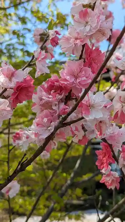 轉法輪寺(京都府)
