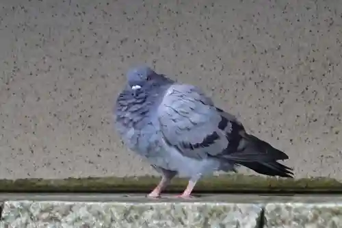 頂法寺（六角堂）の動物