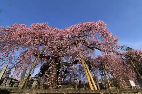 日輪寺の庭園