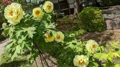 本満寺(本願満足寺)(京都府)