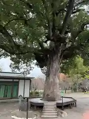 平野神社の自然