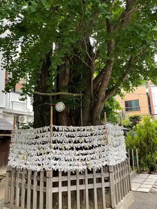 天祖神社の自然