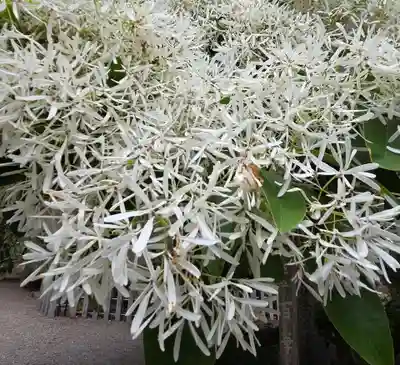 沙沙貴神社(滋賀県)
