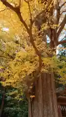 玉敷神社の自然