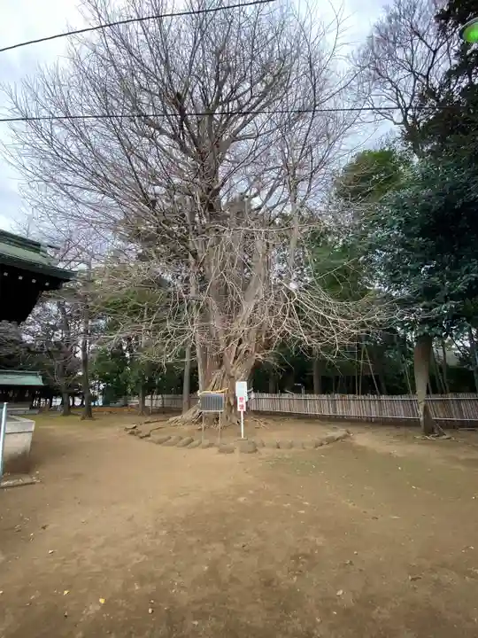 峯ヶ岡八幡神社(埼玉県)