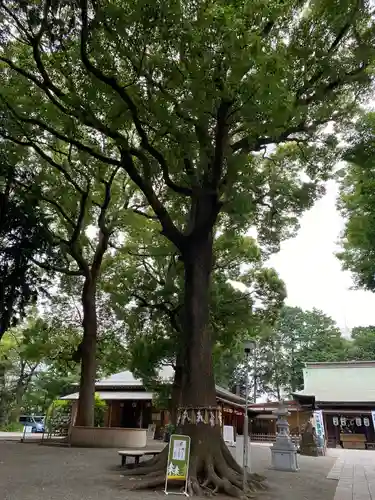 星川杉山神社の自然