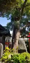 立石熊野神社の自然