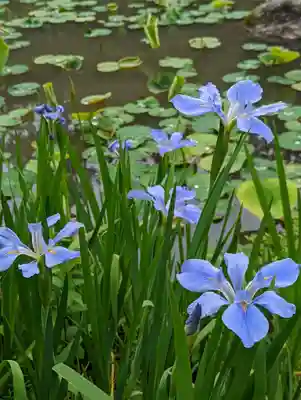 法金剛院(京都府)