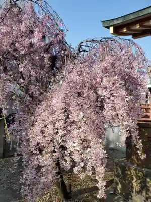 千住神社(東京都)