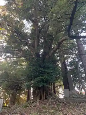 三嶋神社の自然