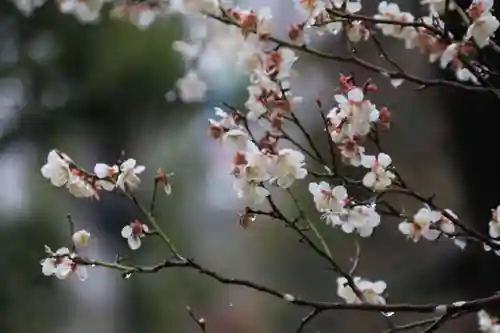 開成山大神宮の自然