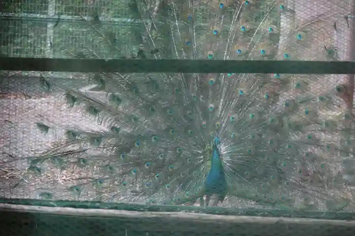 園城寺(三井寺)の動物
