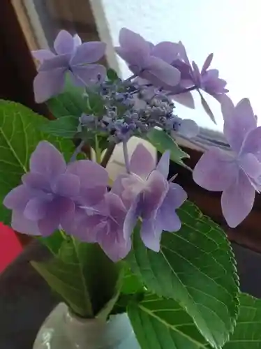 長壽寺（長寿寺）の自然