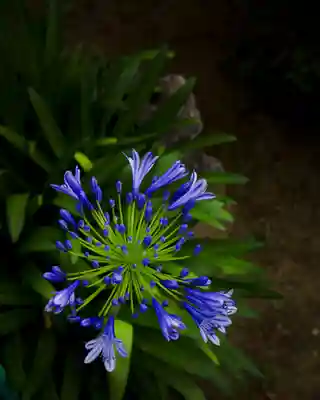 金乗院(那須波切不動尊) (栃木県)