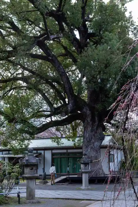 平野神社(京都府)