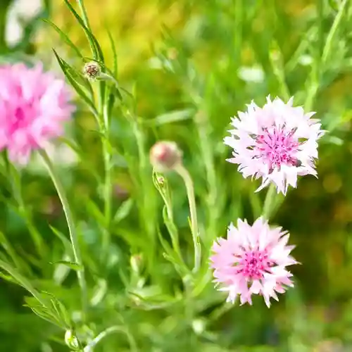 埼玉厄除け開運大師・龍泉寺（切り絵御朱印発祥の寺）の自然