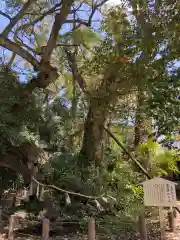 大山祇神社の自然