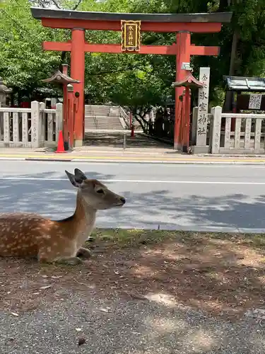 氷室神社の動物