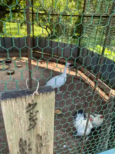 進雄神社の動物