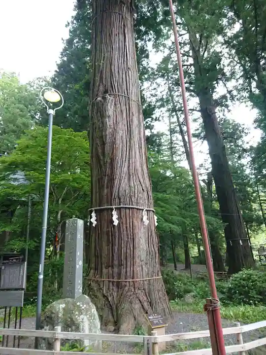 河口浅間神社の自然