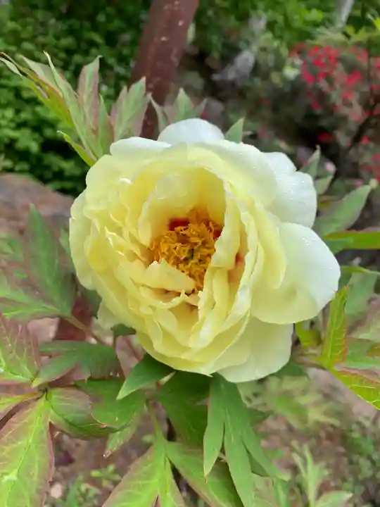 妙雲寺(栃木県)
