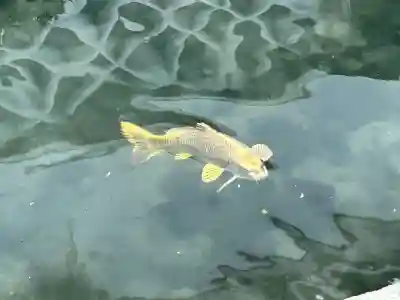 東本願寺（真宗本廟）の動物