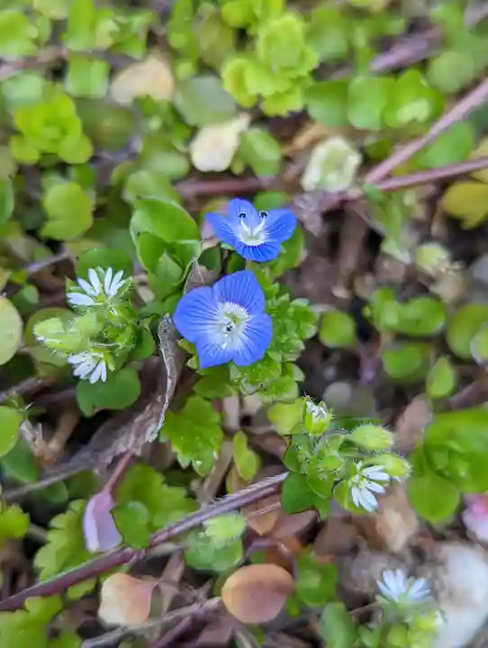 梅宮大社(京都府)