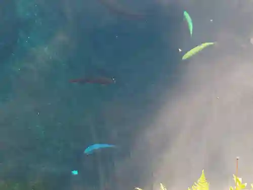 淺間神社（忍野八海）の自然