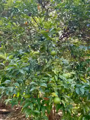 金毘羅神社(東京都)