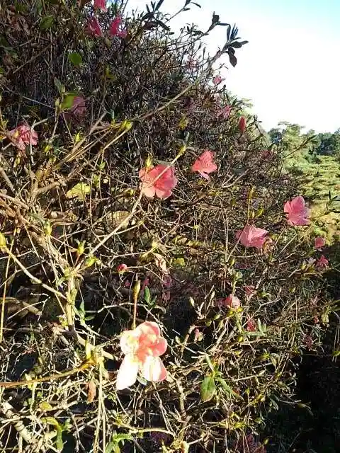塩船観音寺の庭園