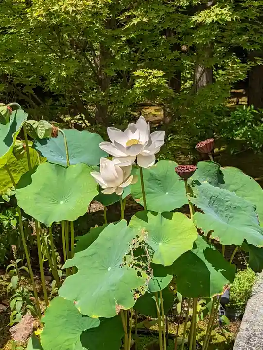 勝林寺(京都府)