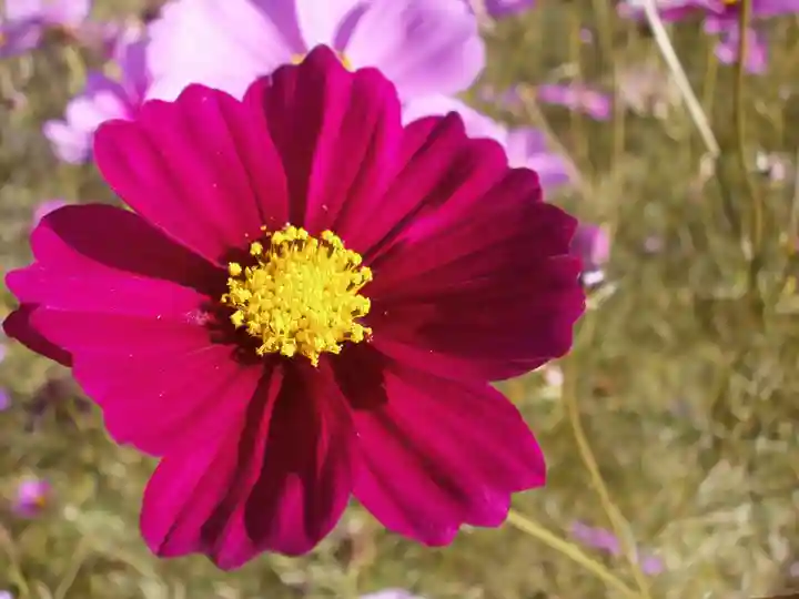 観世音寺の自然