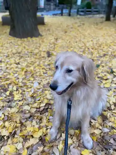 鶴峯八幡宮の動物